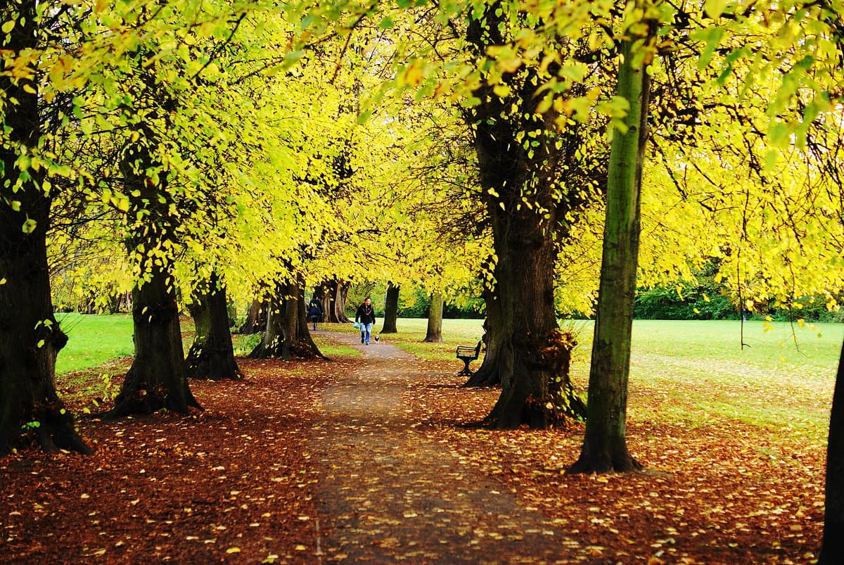 Autumn gold Beddington Park, London Borough of Sutton