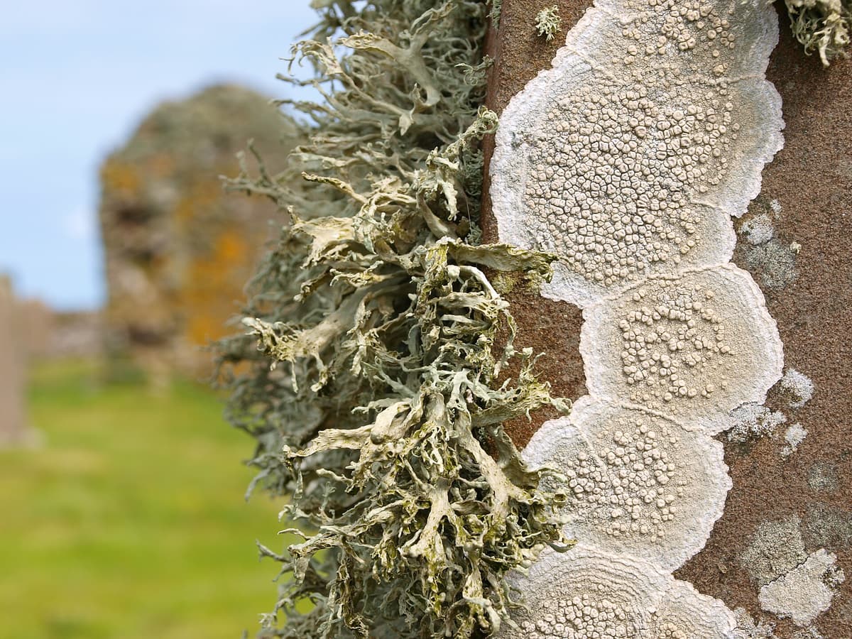 Lichen growing on an old headstone