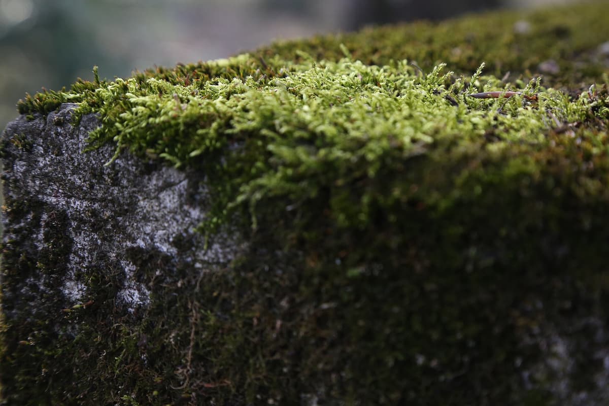 Moss growing on the top of an old stone